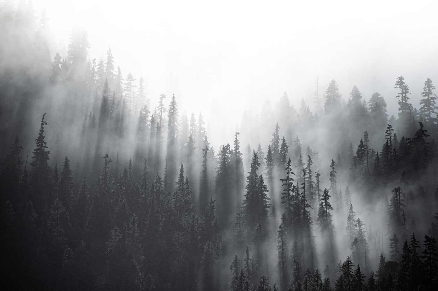 Let The Sun Shine Through